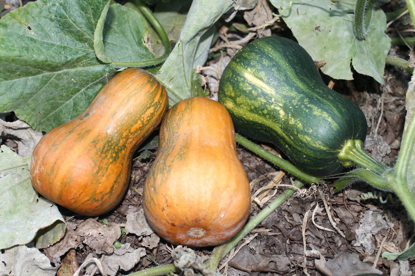 Winter squash - reminders of summer.