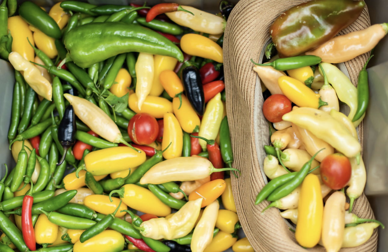 Spicy peppers - gloves anyone?