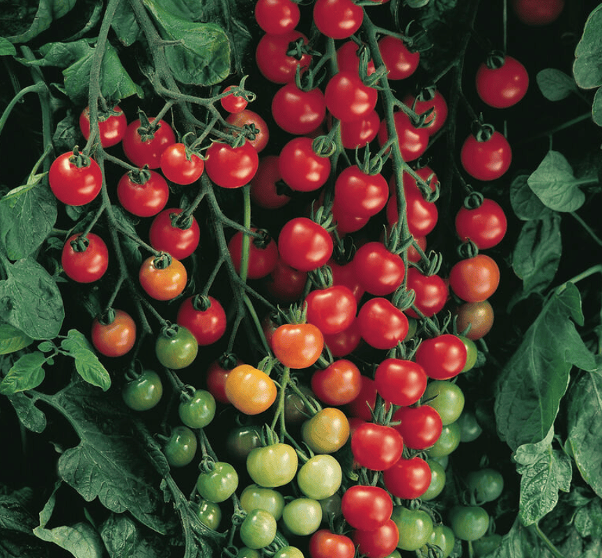 Cherry tomatoes - the little love bombs!